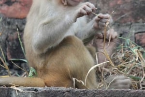 Jaipur: Ranthambore Safari & Agra Drop 2-Day Tour