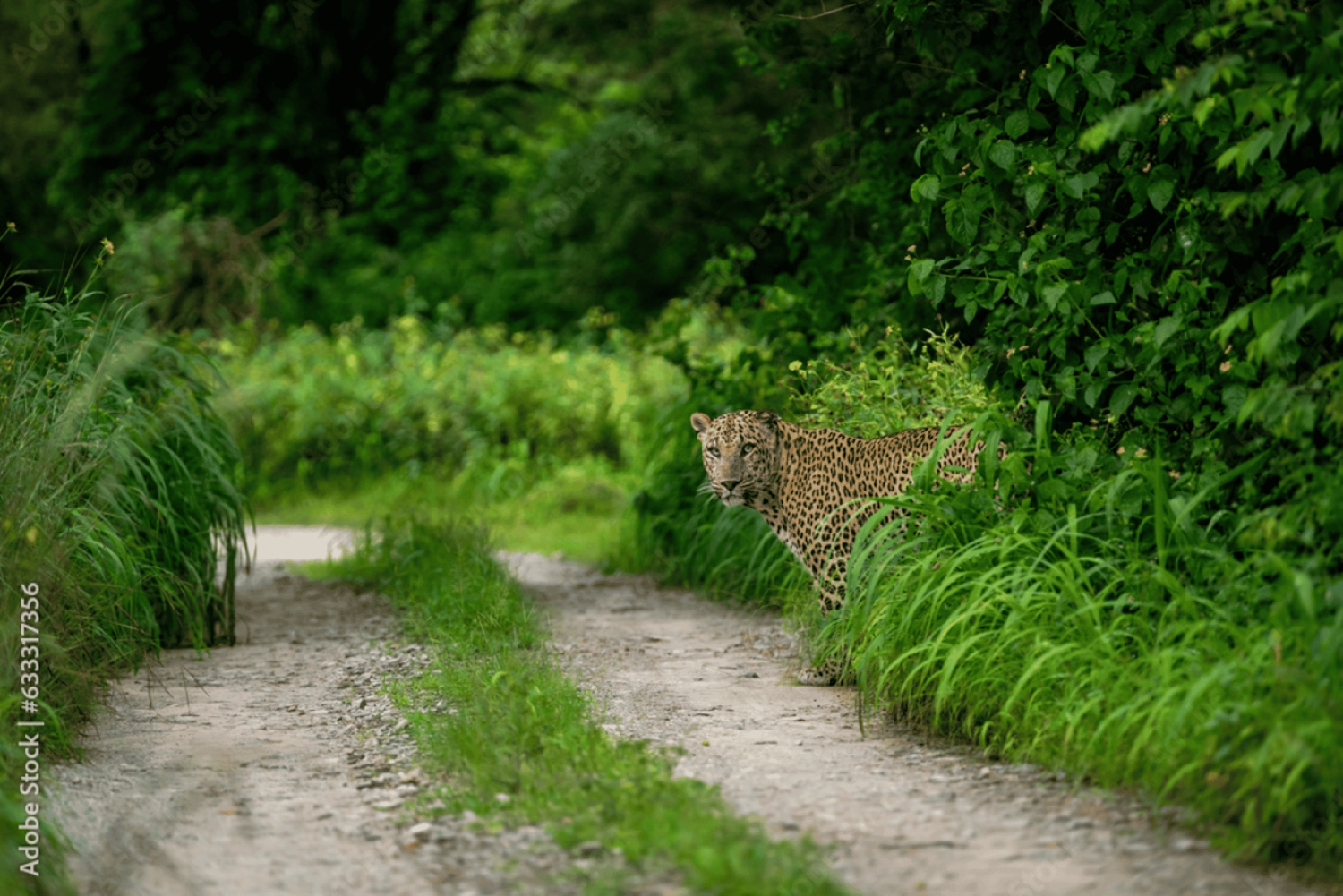 Jaipur: tour di un giorno con safari delle tigri nel Parco nazionale di Sariska