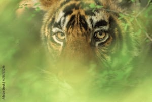 Jaipur: tour di un giorno con safari delle tigri nel Parco nazionale di Sariska