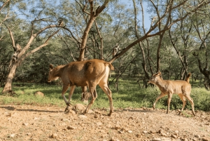 Jaipur: tour di un giorno con safari delle tigri nel Parco nazionale di Sariska