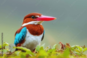 Jaipur: tour di un giorno con safari delle tigri nel Parco nazionale di Sariska