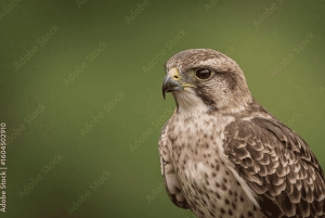 Jaipur: tour di un giorno con safari delle tigri nel Parco nazionale di Sariska