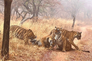 Jaipur: Safári em Sariska com parada em Abhaneri Stepwell e refeição