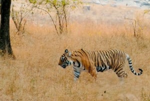 Jaipur: Safári em Sariska com parada em Abhaneri Stepwell e refeição