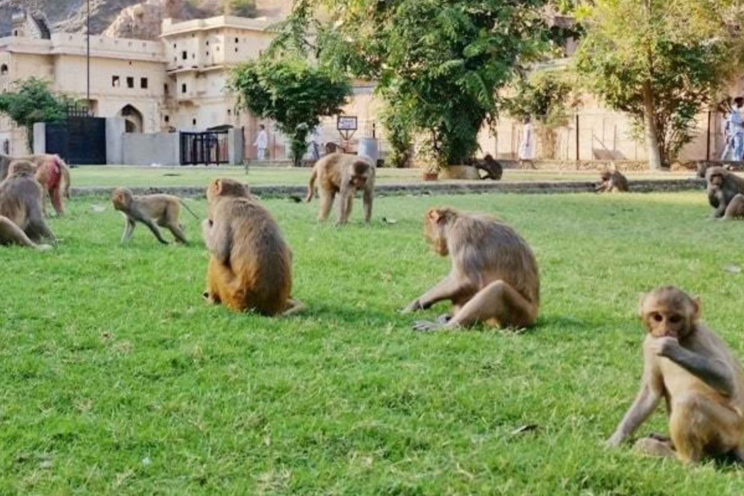 Jaipur: Tour turístico con el Templo Galtaji (Templo de los Monos)