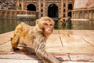 Visite de Jaipur avec le temple des singes (Galta ji temple)