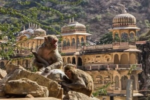 Visite de Jaipur avec le temple des singes (Galta ji temple)