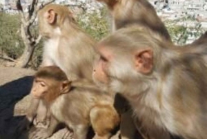 Visite de Jaipur avec le temple des singes (Galta ji temple)