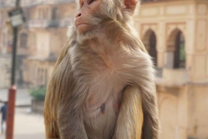 Visite de Jaipur avec le temple des singes (Galta ji temple)