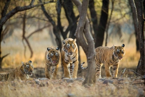 Jaipur to Ranthambore National Park Wildlife Safari