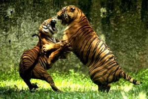 Jaipur to Ranthambore National Park Wildlife Safari