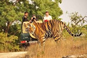Jaipur to Ranthambore National Park Wildlife Safari