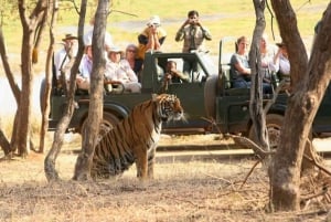 Jaipur to Ranthambore National Park Wildlife Safari