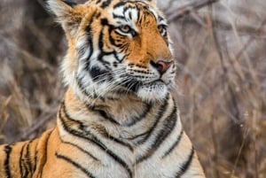 Jaipur to Ranthambore National Park Wildlife Safari