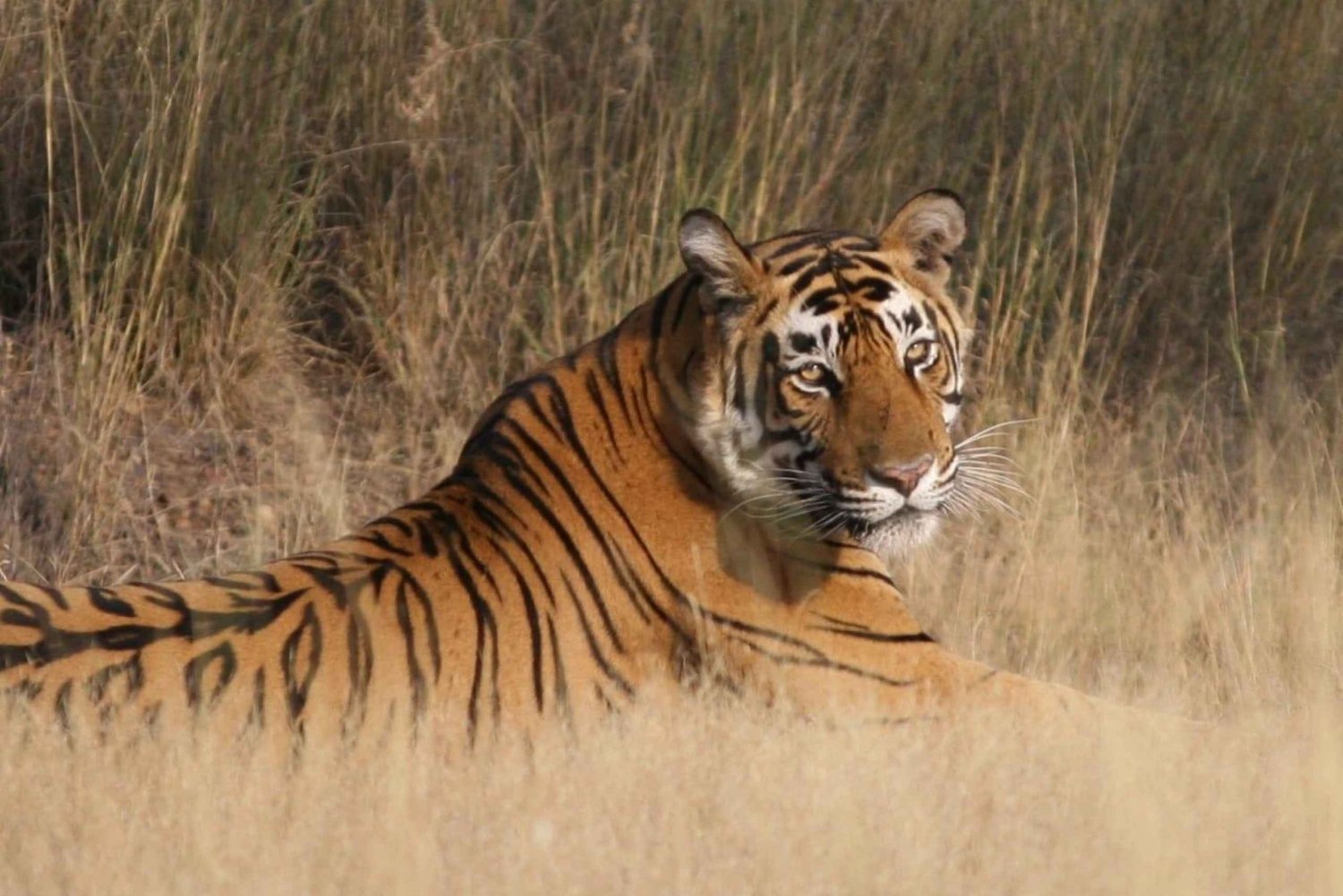 Jaipur kohteeseen Ranthambore yksisuuntainen yksityinen kuljetus