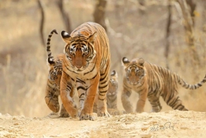 Jaipur kohteeseen Ranthambore yksisuuntainen yksityinen kuljetus