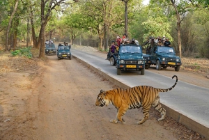 Jaipur: Transfer to Delhi with Sariska park stop