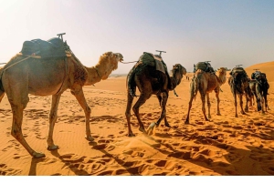 Джайсалмер: сафари на верблюдах, ужин и массаж