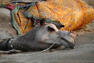 Jaisalmer: Ökenläger med kamelridning och kulturföreställning