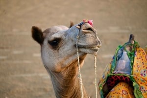 Jaisalmer: Ökenläger med kamelridning och kulturföreställning