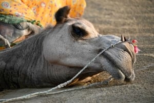 Jaisalmer: Ökenläger med kamelridning och kulturföreställning