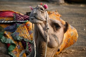 Jaisalmer: Ökenläger med kamelridning och kulturföreställning