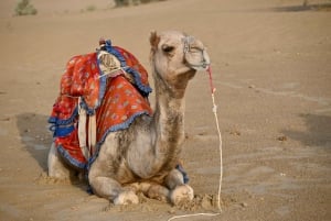 Jaisalmer: Ökenläger med kamelridning och kulturföreställning