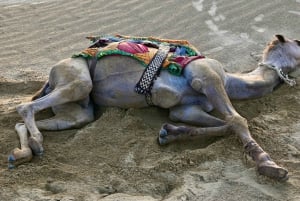 Jaisalmer: Ökenläger med kamelridning och kulturföreställning