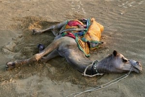 Jaisalmer: Ökenläger med kamelridning och kulturföreställning