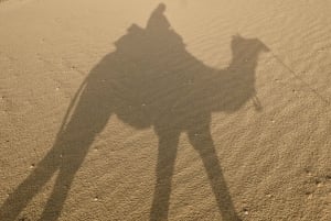 Jaisalmer: Ökenläger med kamelridning och kulturföreställning