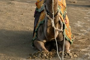 Jaisalmer: Ökenläger med kamelridning och kulturföreställning