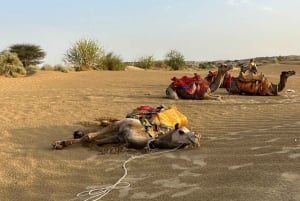 Jaisalmer: Ökenläger med kamelridning och kulturföreställning