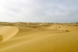 Jaisalmer: Half-Day Camel Tour with Dinner