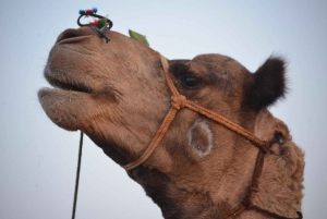 Jaisalmer: Jewels Around Jaisalmer sightseeingtur