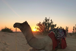 Джайсалмер: кочевая ночевка в пустыне Тар и сафари на верблюдах