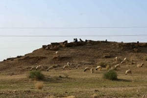 Jaisalmer: Samin hiekkadyynit auringonlaskun retki kameliratsastuksella