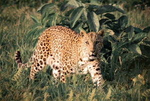 Jawai Leopard Safari 4x4 Gypsy Adventure with Guide