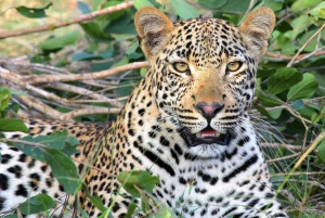 Jawai Leopard Safari 4x4 Gypsy Adventure with Guide