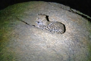 Jawai Leopard Safari 4x4 Gypsy Adventure with Guide