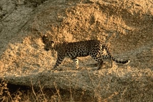 Jawai Leopard Safari 4x4 Gypsy Adventure with Guide
