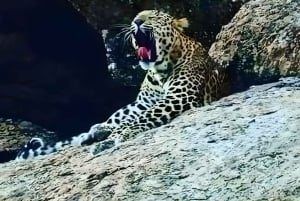 Jawai: safari de leopardos y experiencia con la vida salvaje.
