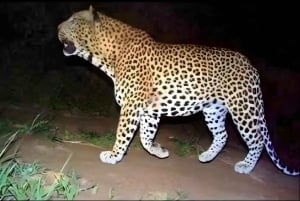 Jawai: safari de leopardos y experiencia con la vida salvaje.