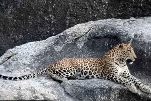 Jawai: safari de leopardos y experiencia con la vida salvaje.