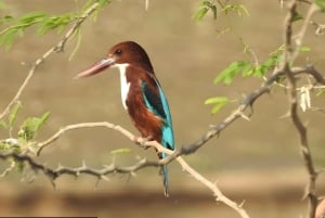 Jawai: safari de leopardos y experiencia con la vida salvaje.