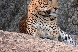 Jawai: Leopard Safari and Wildlife Experience