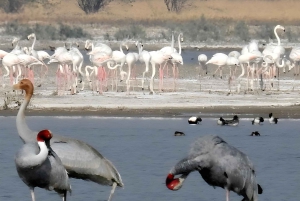 Jawai: Leopard Safari and Wildlife Experience