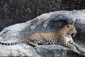 Jawai: Leopard Safari and Wildlife Experience