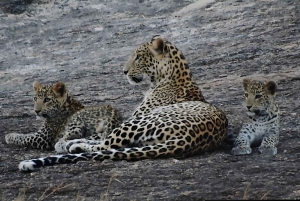 Jawai: Leopard Safari and Wildlife Experience