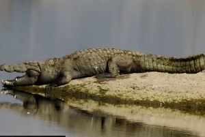 Jawai: Leopard Safari and Wildlife Experience