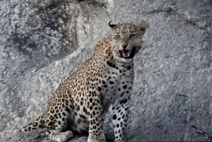 Jawai: Leopard Safari and Wildlife Experience